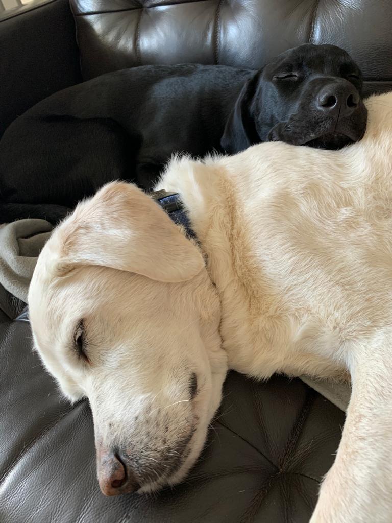 two dogs laying on top of each other