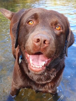 Brown lab in water