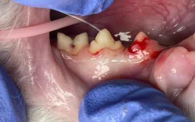 Close up shows resorption of premolar crown and hole in molar crown