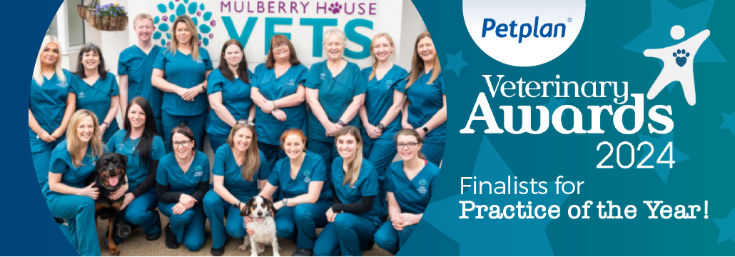 Banner image of Mulberry House Vets are Petplan Finalists!