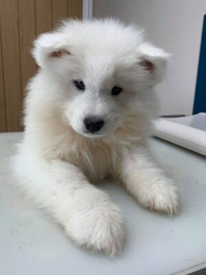 White flufff pup