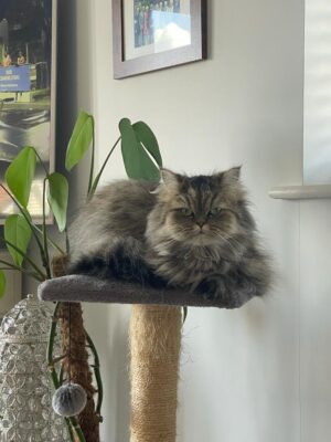 cat lying on cat tree