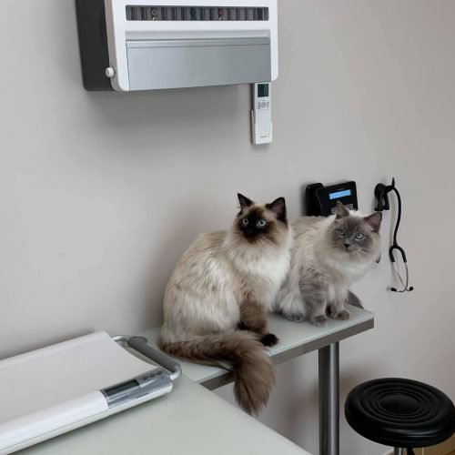 ragdoll cats in consult