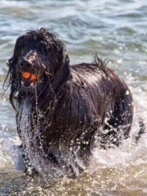 dog in sea with a ball in mouth